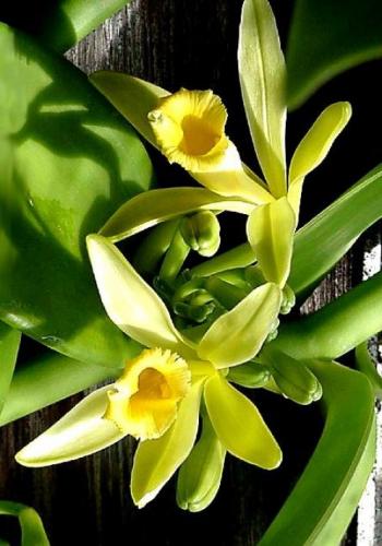 Vanilie Descrierea orhidee, plantare și cultivare (descriere) Vanilie Descrierea orhidee, plantare și cultivare