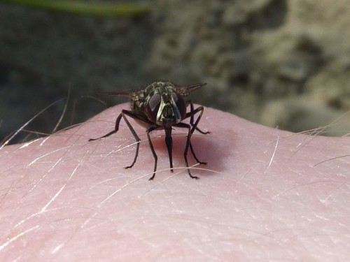 Descriere musca de grajd, musca de pericol