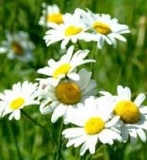 balanoposthitis purulentă acută (balantita) la copii, inflamarea glandului si preputului la baieti (purulentă) balanoposthitis purulentă acută (balantita) la copii, inflamarea glandului si preputului la baieti