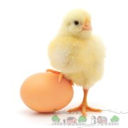 Din care un pui poate înveli coada la o parte (poate) Din care un pui poate înfășurați coada la o parte