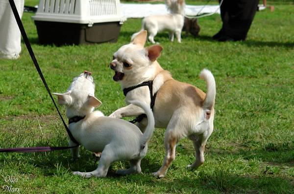De ce mancarimilor zgâriat de ce Chihuahua Chihuahua (mâncărime) De ce pruriginoasa zgâriat de ce Chihuahua Chihuahua