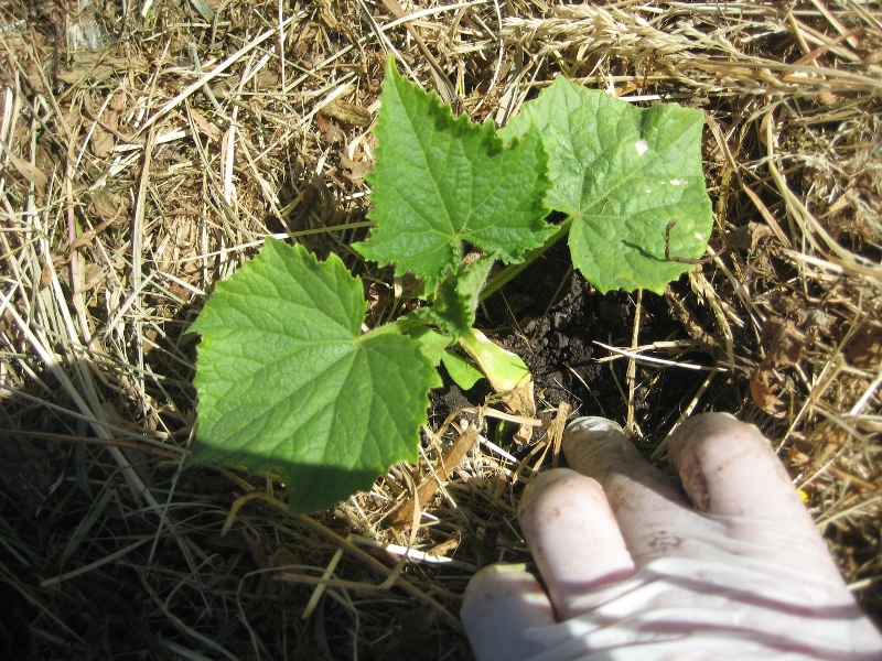 De ce nu cresc castraveți din motivul cu efect de seră ce să facă, dacă nu floare, fruct mic, nu se umfla, (în creștere) De ce nu cresc castraveți din motivul cu efect de seră ce să facă, dacă nu floare, fruct mic, nu se umfla,