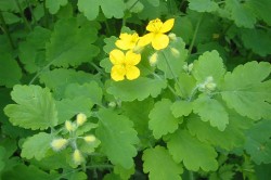 Tratamentul veruca plantară este copilul (copil) negii plantari sunt tratamentul unui copil