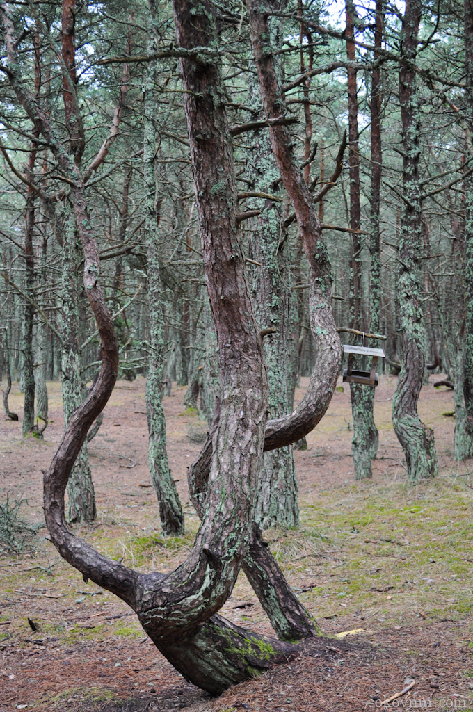 O excursie la Curonian Spit - Dancing Pădurea și dună EFA, independent de călătorie și câștigurile în (dans) O excursie la Curonian Spit - Dancing Pădurea și dună EFA, de călătorie și câștiguri independente în