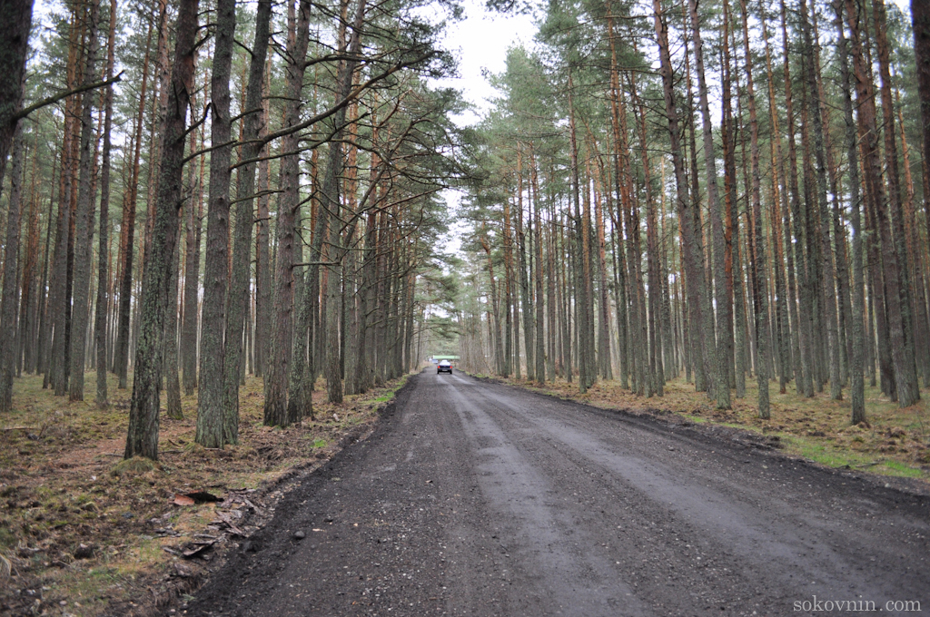 O excursie la Curonian Spit - Dancing Pădurea și dună EFA, independent de călătorie și câștigurile în (dans) O excursie la Curonian Spit - Dancing Pădurea și dună EFA, de călătorie și câștiguri independente în