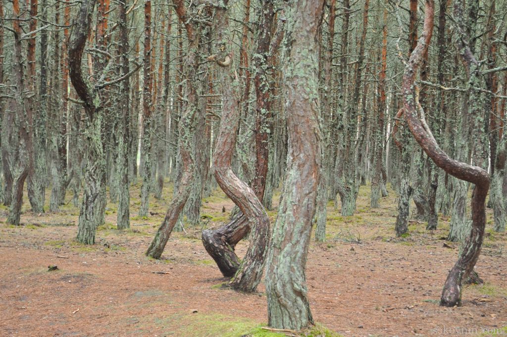 O excursie la Curonian Spit - Dancing Pădurea și dună EFA, de călătorie și câștiguri în independente (Dune) O excursie la Curonian Spit - Dancing Pădurea și dună EFA, de călătorie și câștiguri independente în