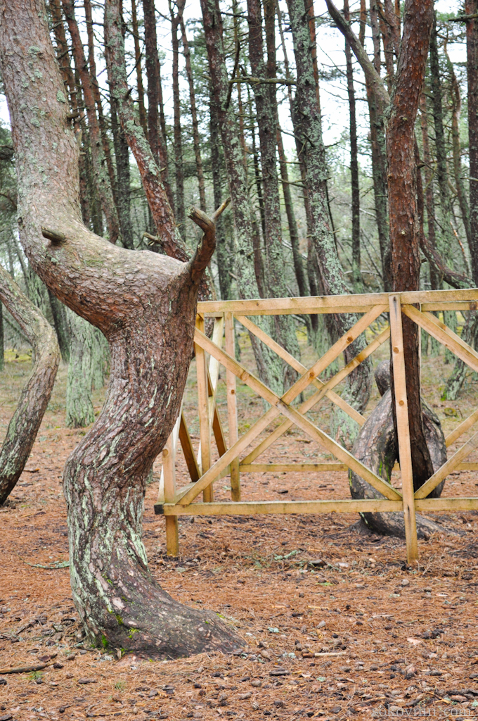 O excursie la Curonian Spit - Dancing Pădurea și dună EFA, de călătorie și câștiguri în independente (Courland) O excursie la Curonian Spit - Dancing Pădurea și dună EFA, de călătorie și câștiguri independente în
