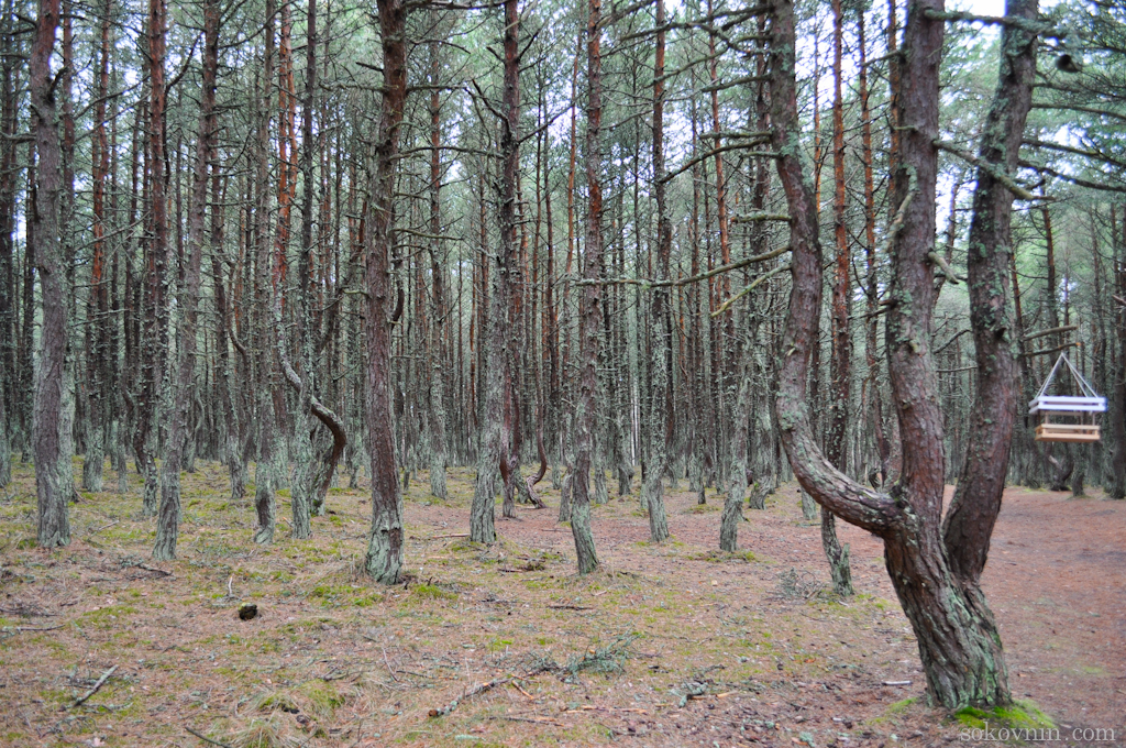 O excursie la Curonian Spit - Dancing Pădurea și dună EFA, independent de călătorie și câștigurile în (coasă) O excursie la Curonian Spit - Dancing Pădurea și dună EFA, de călătorie și câștiguri independente în
