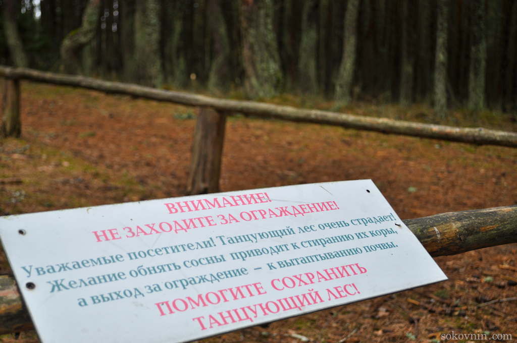 O excursie la Curonian Spit - Dancing Pădurea și dună EFA, de călătorie și câștiguri în independente (Courland) O excursie la Curonian Spit - Dancing Pădurea și dună EFA, de călătorie și câștiguri independente în