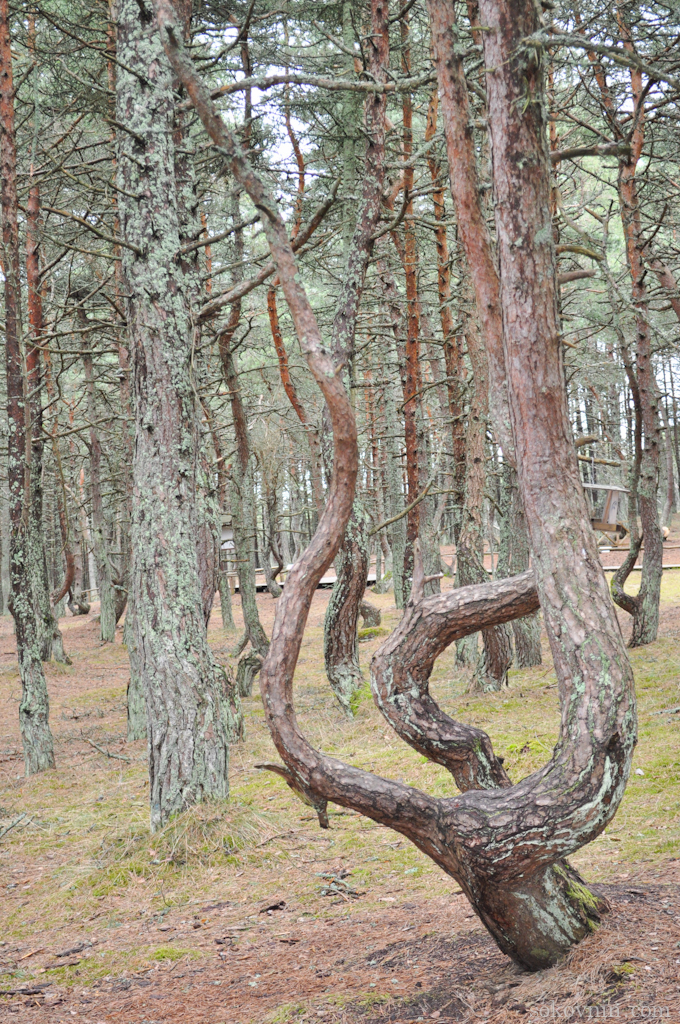 O excursie la Curonian Spit - Dancing Pădurea și dună EFA, de călătorie și câștiguri în independente (Dune) O excursie la Curonian Spit - Dancing Pădurea și dună EFA, de călătorie și câștiguri independente în