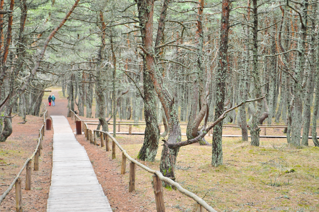 O excursie la Curonian Spit - Dancing Pădurea și dună EFA, independent de călătorie și câștigurile în (dans) O excursie la Curonian Spit - Dancing Pădurea și dună EFA, de călătorie și câștiguri independente în