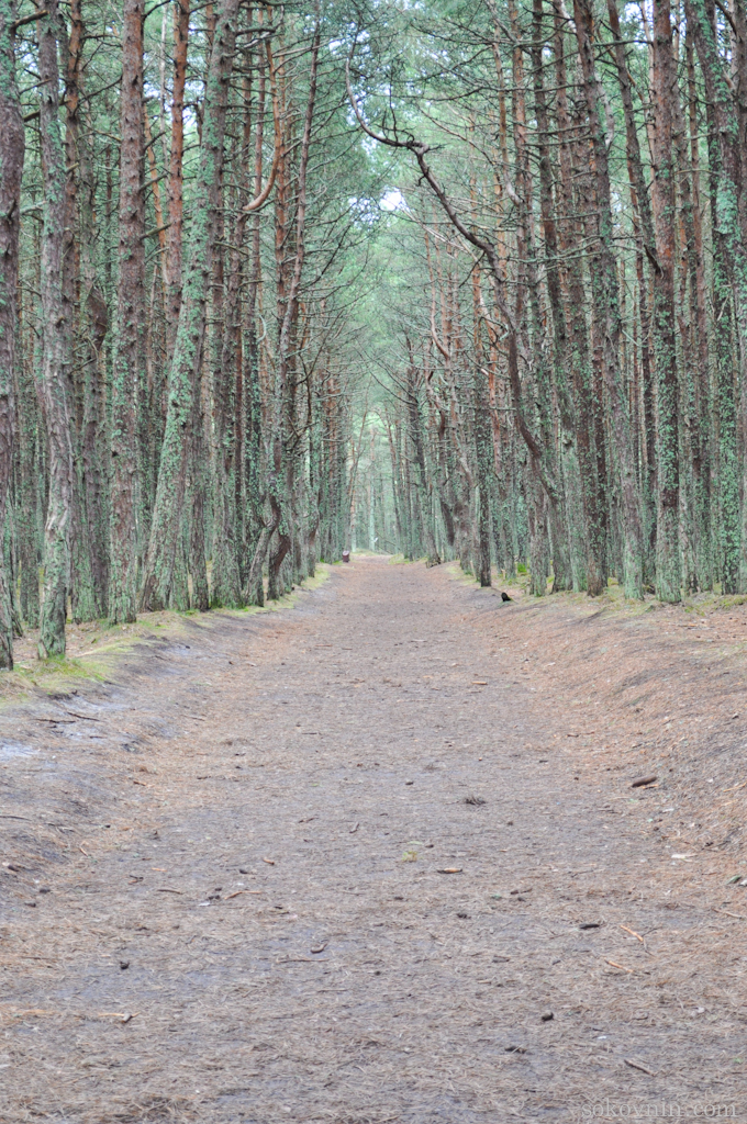 O excursie la Curonian Spit - Dancing Pădurea și dună EFA, independent de călătorie și câștigurile în (coasă) O excursie la Curonian Spit - Dancing Pădurea și dună EFA, de călătorie și câștiguri independente în