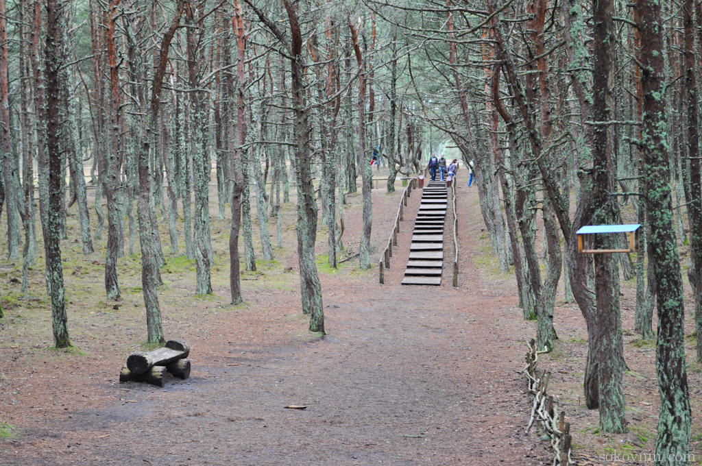 O excursie la Curonian Spit - Dancing Pădurea și dună EFA, independent de călătorie și câștigurile în (coasă) O excursie la Curonian Spit - Dansuri Pădure și dună EFA, de călătorie și câștiguri independente în