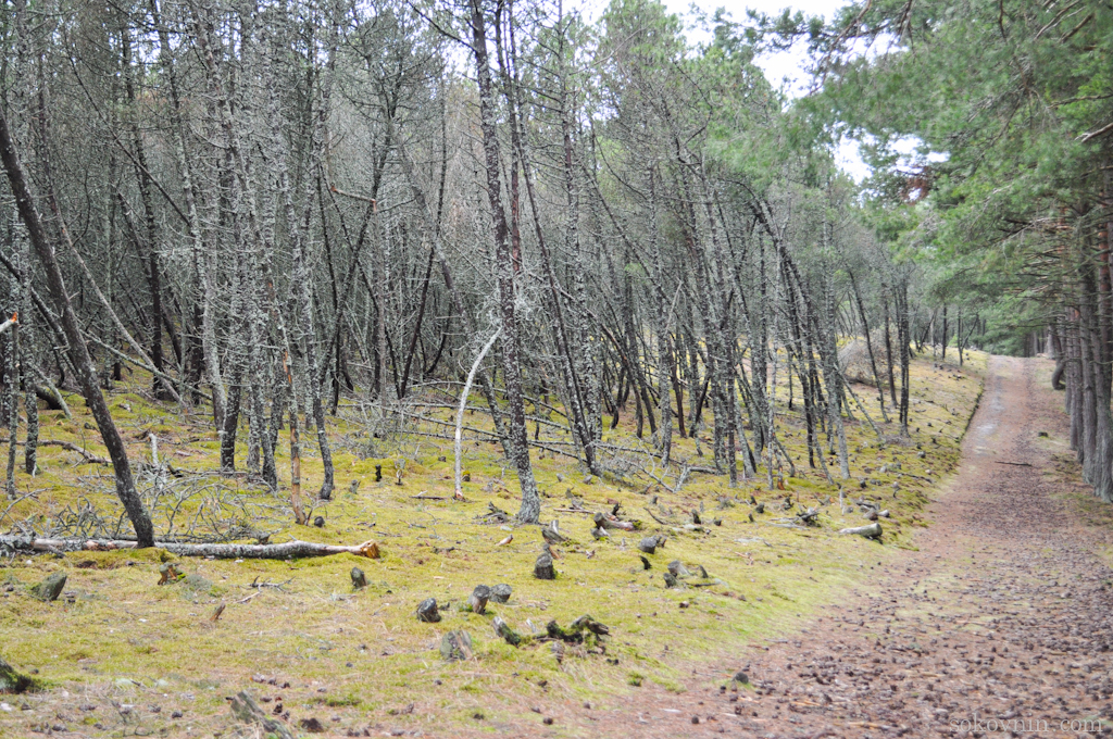 O excursie la Curonian Spit - Dancing Pădurea și dună EFA, independent de călătorie și câștigurile în (coasă) O excursie la Curonian Spit - Dancing Pădurea și dună EFA, de călătorie și câștiguri independente în