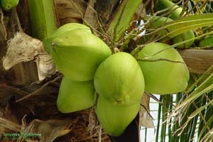 Avantaje și prejudicii de nucă de cocos, folositi ulei esential de cocos (compoziție) Avantaje și prejudicii de nucă de cocos, nucă de cocos folosi ulei esențial