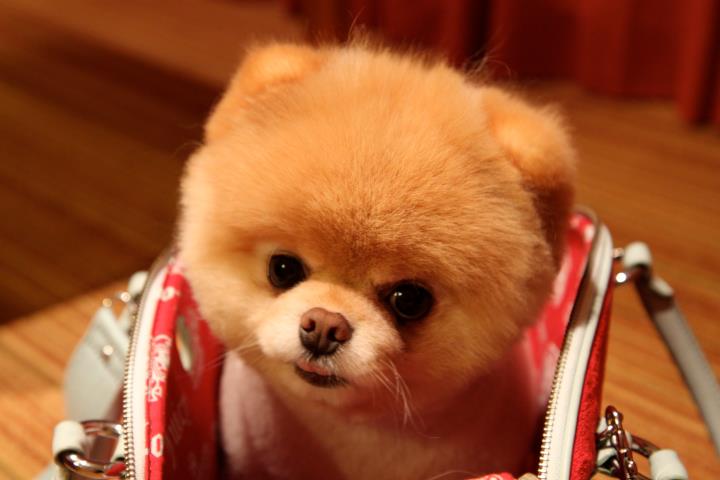 Pomeranian Boo - cel mai popular câine Facebook