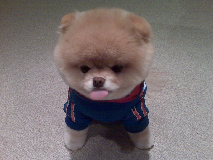 Pomeranian Boo - cel mai popular câine Facebook