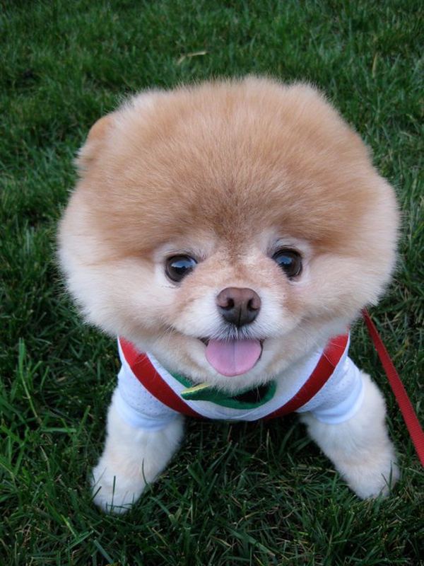 Pomeranian Boo - cel mai popular câine Facebook