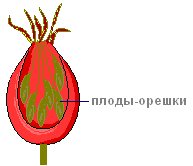 Activitatea practică „măceșul structură“