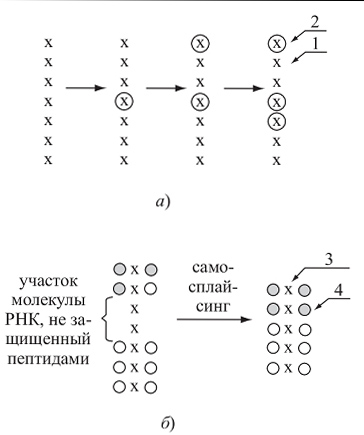 Prebiological (chimic) evoluție (uscată) Prebiological (chimice) evoluția