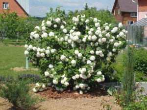 Frumoasa Viburnum plante decorative buldenezh va decora site-ul dvs. (Viburnum) Frumoasa Viburnum plante decorative buldenezh va decora site-ul dvs.