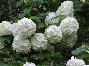 Frumoasa Viburnum plante decorative buldenezh va decora site-ul dvs. (Viburnum) Frumoasa Viburnum plante decorative buldenezh va decora site-ul dvs.