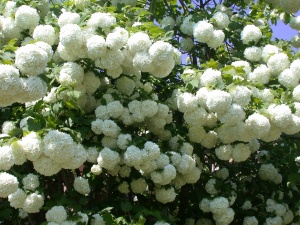 Frumoasa Viburnum plante decorative buldenezh va decora site-ul dvs. (va fi) Frumoasa Viburnum plante decorative buldenezh va decora site-ul dvs.