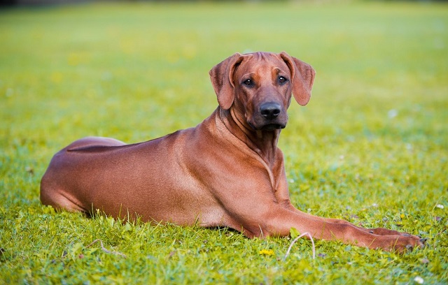 Rhodesian Ridgeback descriere rasa, de sănătate și de îngrijire, natura și fotografii