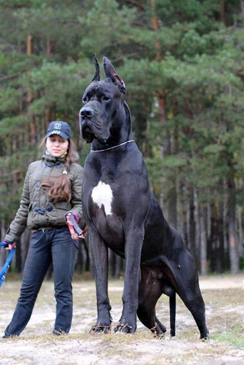 Най-голямото куче в света (най-горе 7 снимки)
