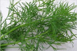 Ierburile cele mai utile (plante medicinale) Cele mai utile plante