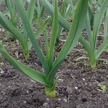 Secretele de cultivare usturoi, o casă privată (în creștere) Secretele de cultivare usturoi, o casă privată