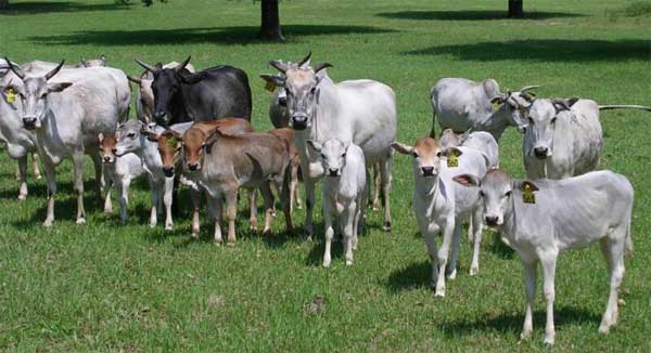 Portalul agricol (Banteng Gaur gayal) portalul agricol