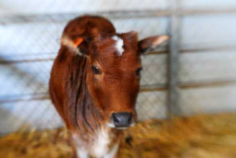 Portalul agricol (Banteng Gaur gayal) portalul agricol