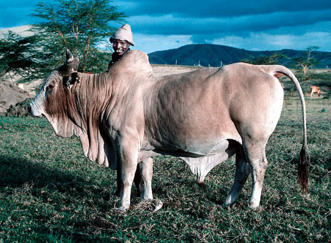 Portalul agricol (Banteng Gaur gayal) portalul agricol