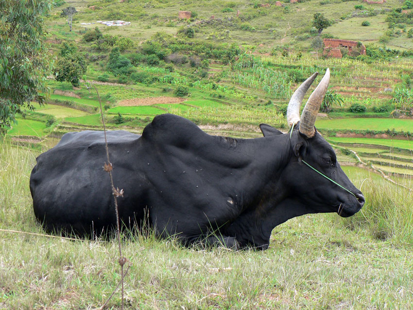Portalul agricol (Banteng Gaur gayal) portalul agricol