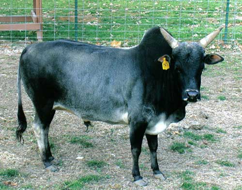 Portalul agricol (Banteng Gaur gayal) portalul agricol