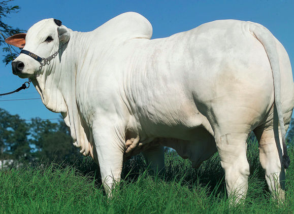 Portalul agricol (Banteng Gaur gayal) portalul agricol