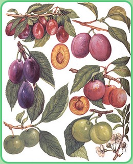 Damsons - descriere, proprietăți și aplicare (utilizare) Damsons - descriere, proprietăți și aplicații