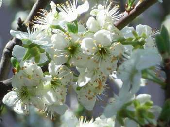 Damsons - descriere, proprietăți și aplicații (prune) Damsons - descriere, proprietăți și aplicații