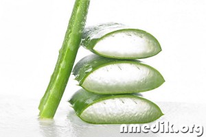 Suc de Aloe - proprietăți utile, prepararea și utilizarea (proprietate) Suc de Aloe - proprietăți utile, preparare și utilizare