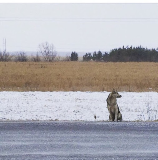 Tyumen - Hachiko - aruncat pe drum cu cabina - tyumentimes știri Tyumen