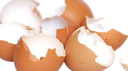 Fertiliza alege și este răzor de flori alimentate (Fa astfel de substanțe necesare) Fertiliza desiș alege și este alimentat