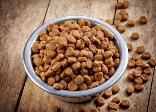 Îngrijire după castrare, pisica în prima zi, pisica castrarea criptorhid, produse alimentare (castrare) Îngrijire după castrare, pisica în prima zi, castrarea criptorhid mâncare pentru pisici
