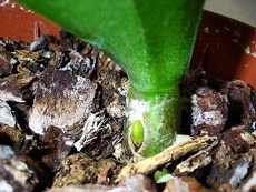 Grija pentru orhidee cum să aibă grijă de plante de apartament acasă de flori acasă (de îngrijire) Grija pentru orhidee cum să aibă grijă de plante de apartament acasă de flori acasă
