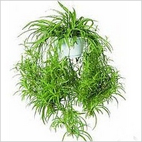Aflați cum să cultive la domiciliu Areca catechu (Areca catechu) (Areca catechu) Aflați cum să cultive la domiciliu Areca catechu (Areca catechu)