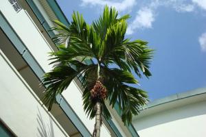 Aflați cum să cultive la domiciliu Areca catechu (Areca catechu) (Areca catechu) Aflați cum să cultive la domiciliu Areca catechu (Areca catechu)