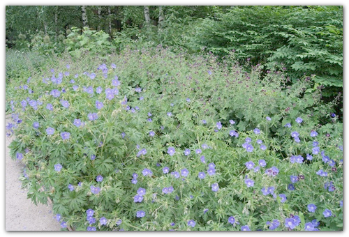 Perenă geranium grădină