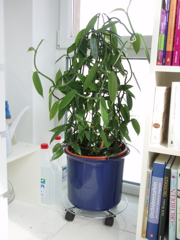 Cultivarea de vanilie îngrijire orhidee finețe (în creștere) Cultivarea de vanilie ingrijire orhidee subtilitate