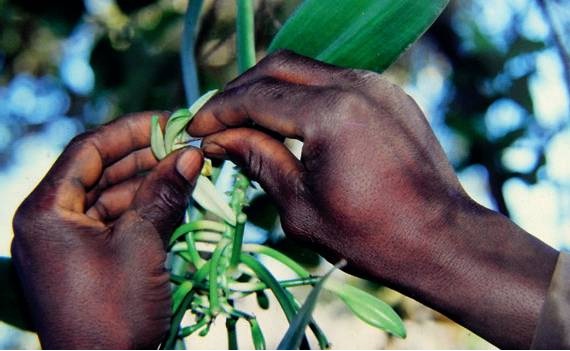 Cultivarea de vanilie îngrijire orhidee finețe (vanilie Madagascar) Cultivarea de vanilie ingrijire orhidee subtilitate