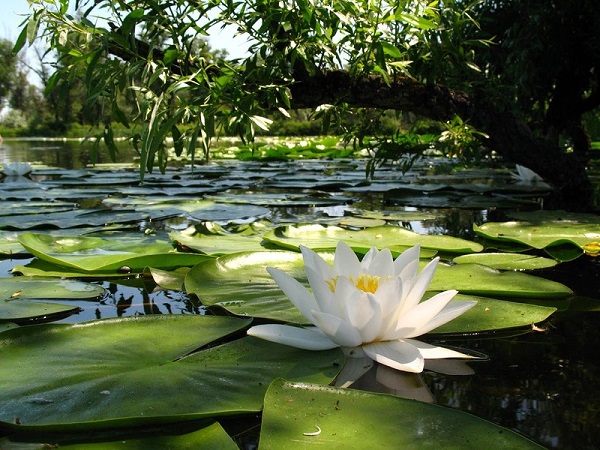 plantare crin de apă și de îngrijire, fotografie